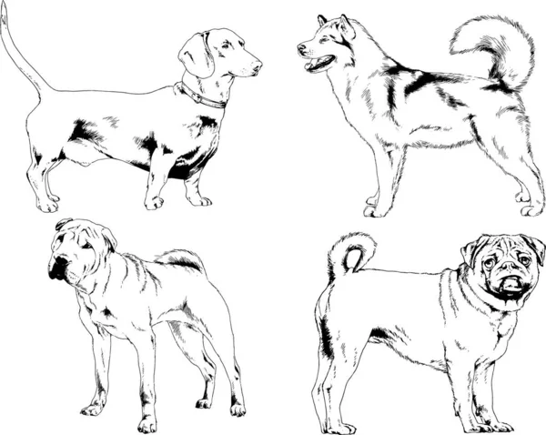 ベクターの絵は手描きでインクで描いた血統の犬や猫 背景のないもの — ストックベクタ