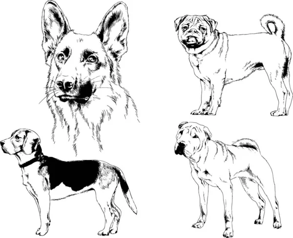 Disegni Vettoriali Schizzi Pedigree Cani Gatti Disegnati Mano Con Inchiostro — Vettoriale Stock