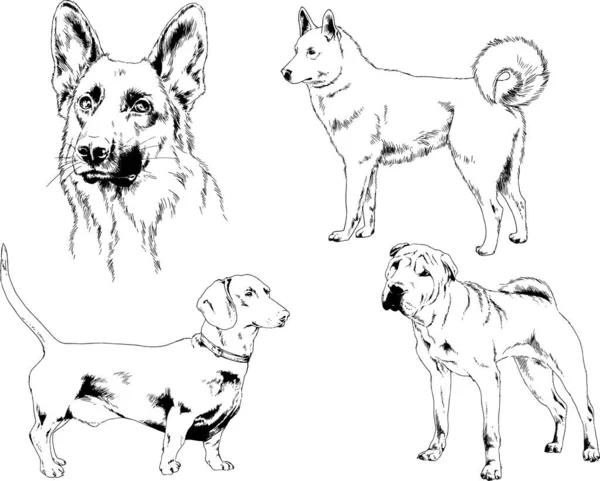 矢量绘图素描用笔画的家犬和猫 没有背景的物体 — 图库矢量图片
