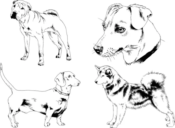 ベクターの絵は手描きでインクで描いた血統の犬や猫 背景のないもの — ストックベクタ