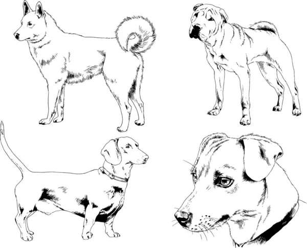 Vector Drawings Sketches Pedigree Dogs Cats Drawn Ink Hand Objects — Stock Vector