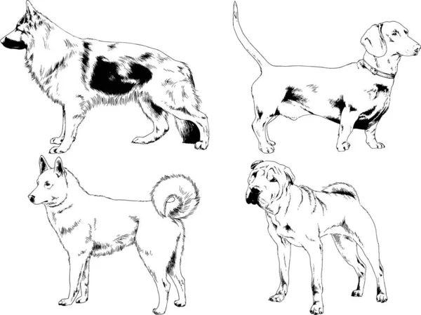 Dessins Vectoriels Croquis Pedigree Chiens Chats Dessinés Encre Main Objets — Image vectorielle