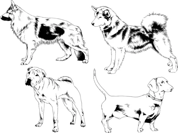 Dessins Vectoriels Croquis Pedigree Chiens Chats Dessinés Encre Main Objets — Image vectorielle