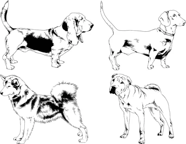 Desenhos Vetoriais Esboços Pedigree Cães Gatos Desenhados Tinta Mão Objetos — Vetor de Stock