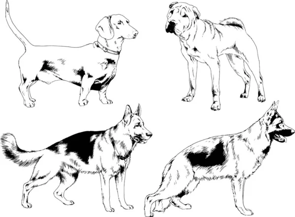 Dessins Vectoriels Croquis Pedigree Chiens Chats Dessinés Encre Main Objets — Image vectorielle