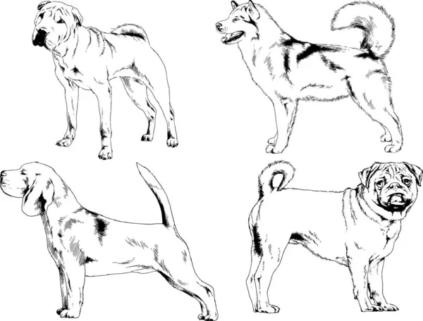 Dibujos Vectoriales Bocetos Pedigrí Perros Gatos Dibujados Tinta Mano Objetos — Archivo Imágenes Vectoriales