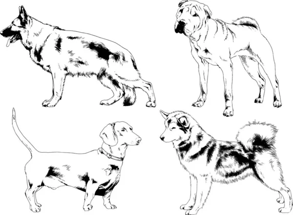 Dessins Vectoriels Croquis Pedigree Chiens Chats Dessinés Encre Main Objets — Image vectorielle