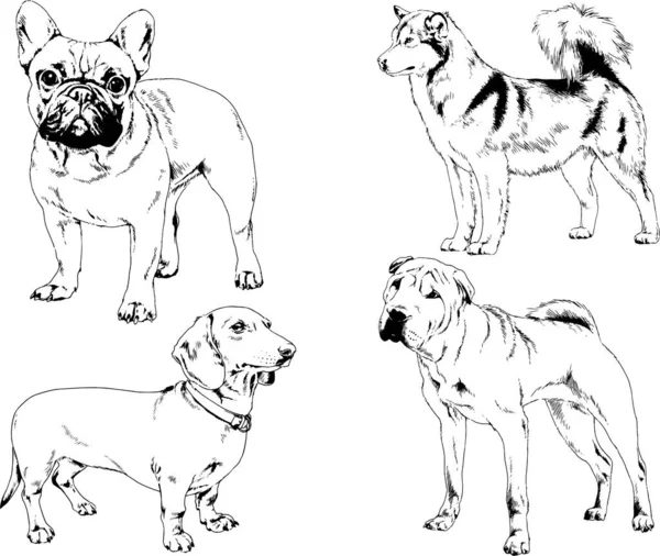 Dibujos Vectoriales Bocetos Pedigrí Perros Gatos Dibujados Tinta Mano Objetos — Archivo Imágenes Vectoriales