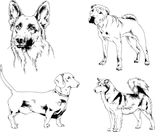 ベクターの絵は手描きでインクで描いた血統の犬や猫 背景のないもの — ストックベクタ