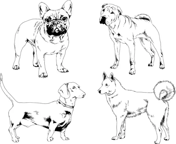 Desenhos Vetoriais Esboços Pedigree Cães Gatos Desenhados Tinta Mão Objetos — Vetor de Stock