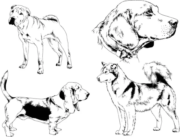 Dessins Vectoriels Croquis Pedigree Chiens Chats Dessinés Encre Main Objets — Image vectorielle