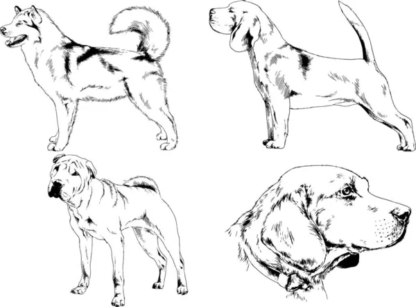 Dessins Vectoriels Croquis Pedigree Chiens Chats Dessinés Encre Main Objets — Image vectorielle