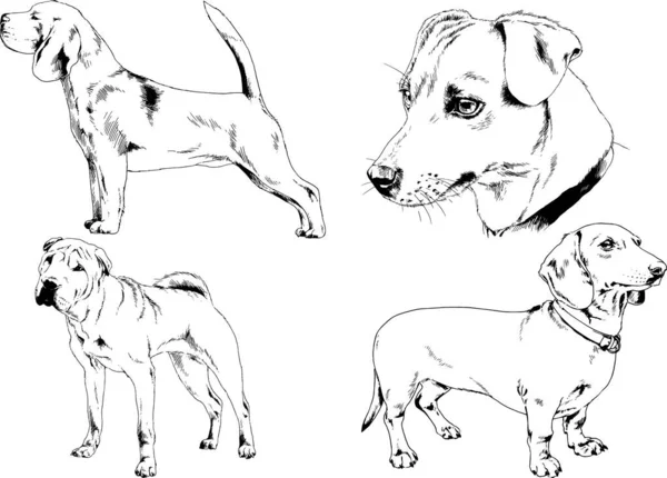 Dessins Vectoriels Croquis Pedigree Chiens Chats Dessinés Encre Main Objets — Image vectorielle