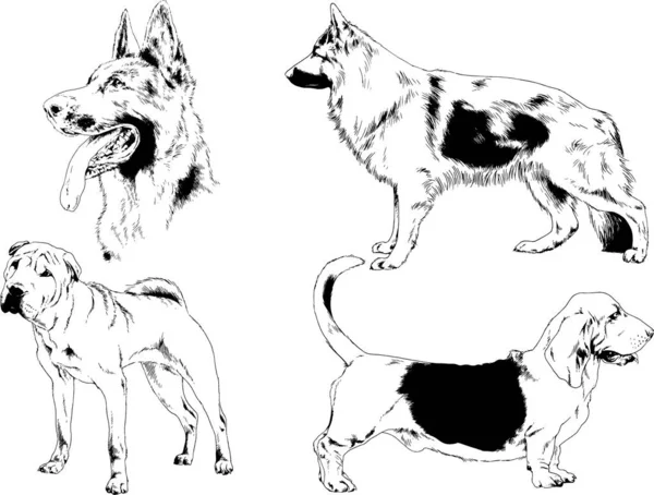 Rysunki Wektorowe Szkice Rodowód Psy Koty Narysowane Atramentem Ręcznie Obiekty — Wektor stockowy