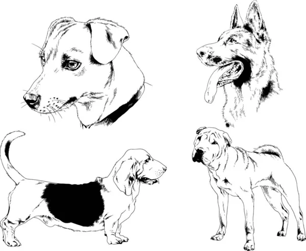 Dessins Vectoriels Croquis Pedigree Chiens Chats Dessinés Encre Main Objets — Image vectorielle