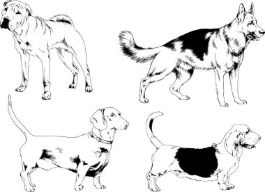 Vektör çizimleri, arka planı olmayan nesneler, mürekkeple çizilmiş soylu köpek ve kedileri çizer.