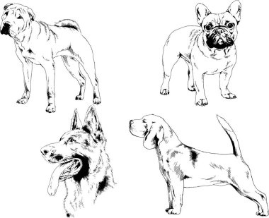 Vektör çizimleri, arka planı olmayan nesneler, mürekkeple çizilmiş soylu köpek ve kedileri çizer.