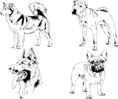 Vektör çizimleri, arka planı olmayan nesneler, mürekkeple çizilmiş soylu köpek ve kedileri çizer.