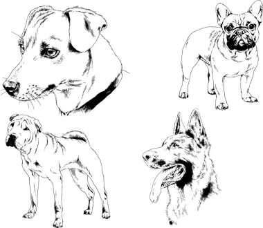 Vektör çizimleri, arka planı olmayan nesneler, mürekkeple çizilmiş soylu köpek ve kedileri çizer.