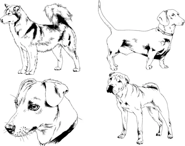 Dibujos Vectoriales Bocetos Pedigrí Perros Gatos Dibujados Tinta Mano Objetos — Vector de stock