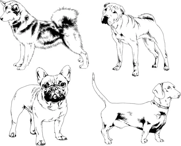 Dibujos Vectoriales Bocetos Pedigrí Perros Gatos Dibujados Tinta Mano Objetos — Vector de stock