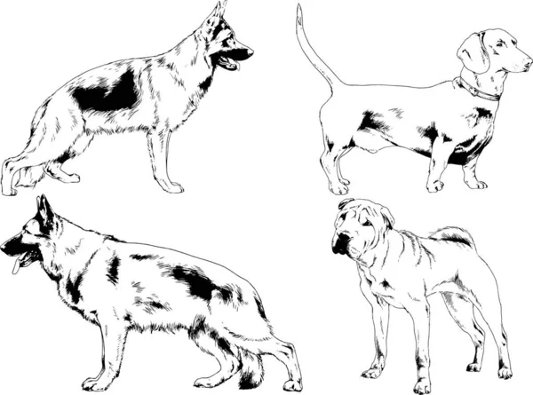 Dibujos Vectoriales Bocetos Pedigrí Perros Gatos Dibujados Tinta Mano Objetos — Archivo Imágenes Vectoriales
