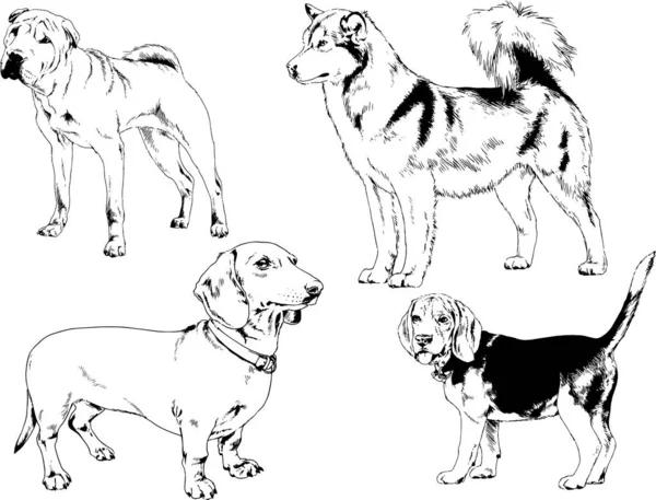 Desenhos Vetoriais Esboços Pedigree Cães Gatos Desenhados Tinta Mão Objetos —  Vetores de Stock