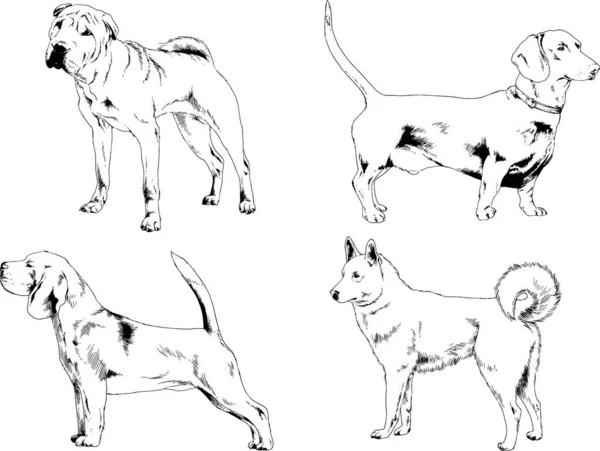 Dibujos Vectoriales Bocetos Pedigrí Perros Gatos Dibujados Tinta Mano Objetos — Vector de stock