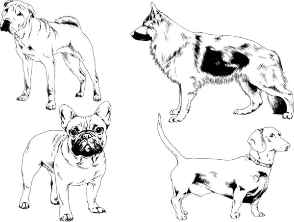 Dessins Vectoriels Croquis Pedigree Chiens Chats Dessinés Encre Main Objets — Image vectorielle