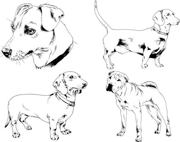 Dibujos Vectoriales Bocetos Pedigrí Perros Gatos Dibujados Tinta Mano Objetos — Vector de stock