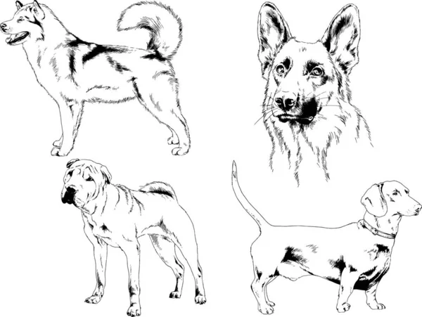 Dessins Vectoriels Croquis Pedigree Chiens Chats Dessinés Encre Main Objets — Image vectorielle