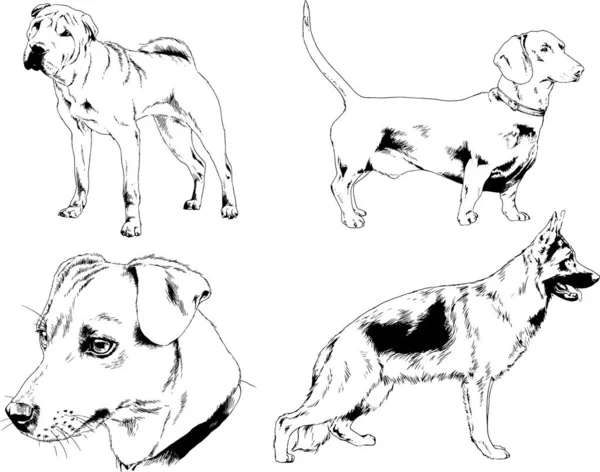 Dessins Vectoriels Croquis Pedigree Chiens Chats Dessinés Encre Main Objets — Image vectorielle