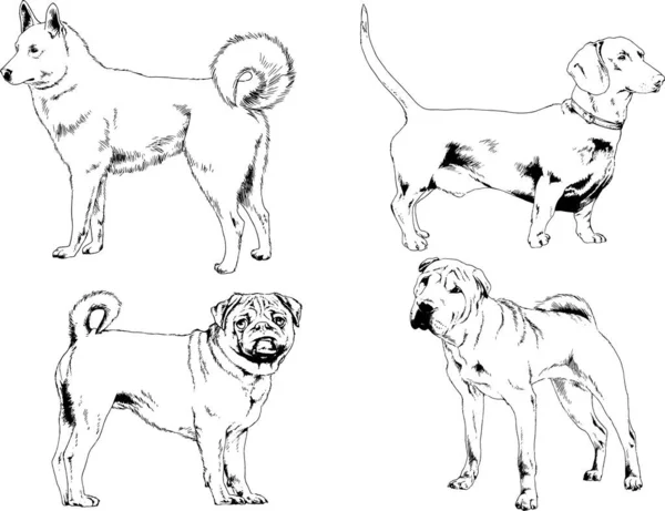 Dibujos Vectoriales Bocetos Pedigrí Perros Gatos Dibujados Tinta Mano Objetos — Vector de stock