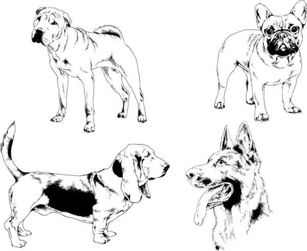 ベクターの絵は手描きでインクで描いた血統の犬や猫 背景のないもの — ストックベクタ