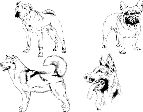 Dessins Vectoriels Croquis Pedigree Chiens Chats Dessinés Encre Main Objets — Image vectorielle