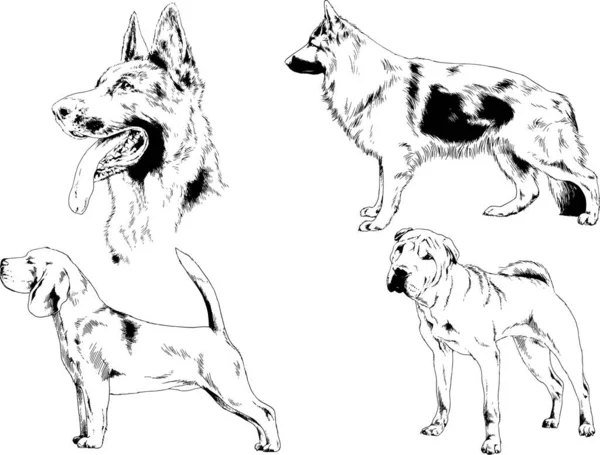 Desenhos Vetoriais Esboços Pedigree Cães Gatos Desenhados Tinta Mão Objetos — Vetor de Stock