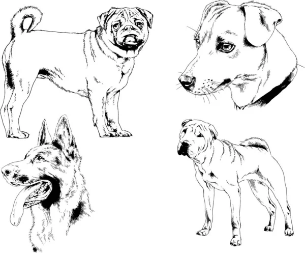 ベクターの絵は手描きでインクで描いた血統の犬や猫 背景のないもの — ストックベクタ