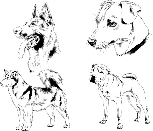 Desenhos Vetoriais Esboços Pedigree Cães Gatos Desenhados Tinta Mão Objetos —  Vetores de Stock