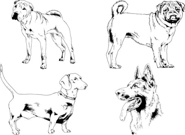 Dibujos Vectoriales Bocetos Pedigrí Perros Gatos Dibujados Tinta Mano Objetos — Archivo Imágenes Vectoriales