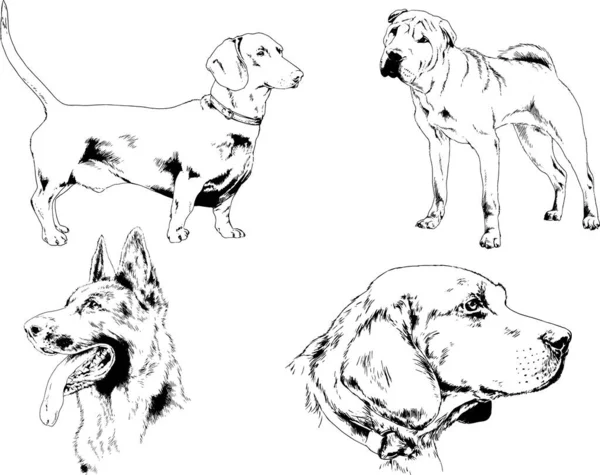 Disegni Vettoriali Schizzi Pedigree Cani Gatti Disegnati Mano Con Inchiostro — Vettoriale Stock