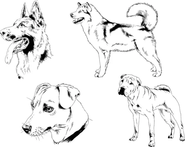 Dibujos Vectoriales Bocetos Pedigrí Perros Gatos Dibujados Tinta Mano Objetos — Archivo Imágenes Vectoriales