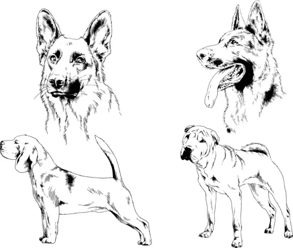 ベクターの絵は手描きでインクで描いた血統の犬や猫 背景のないもの — ストックベクタ