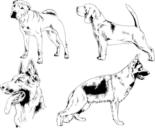 Dessins Vectoriels Croquis Pedigree Chiens Chats Dessinés Encre Main Objets — Image vectorielle