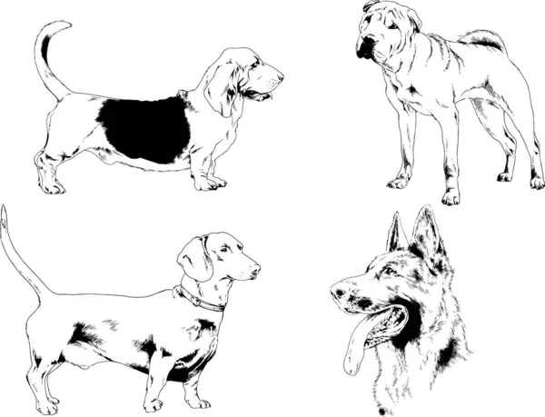 Dessins Vectoriels Croquis Pedigree Chiens Chats Dessinés Encre Main Objets — Image vectorielle