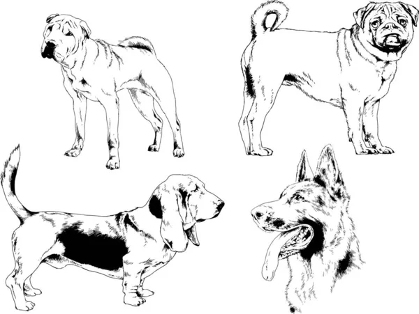 Dibujos Vectoriales Bocetos Pedigrí Perros Gatos Dibujados Tinta Mano Objetos — Archivo Imágenes Vectoriales