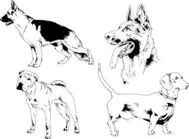 Vektör çizimleri, arka planı olmayan nesneler, mürekkeple çizilmiş soylu köpek ve kedileri çizer.