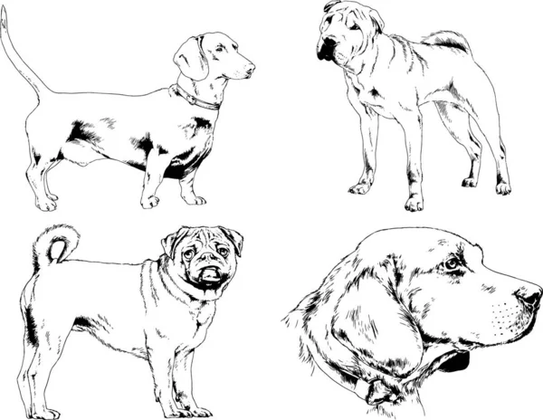 Dibujos Vectoriales Bocetos Pedigrí Perros Gatos Dibujados Tinta Mano Objetos — Archivo Imágenes Vectoriales