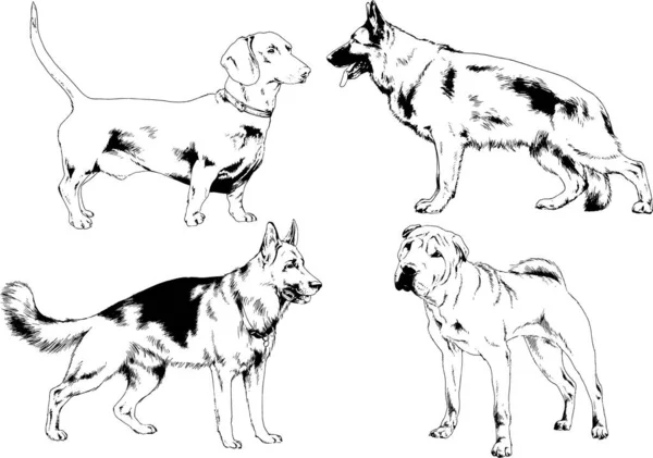 Dibujos Vectoriales Bocetos Pedigrí Perros Gatos Dibujados Tinta Mano Objetos — Vector de stock