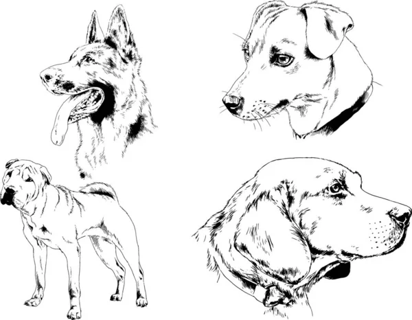 Desenhos Vetoriais Esboços Pedigree Cães Gatos Desenhados Tinta Mão Objetos —  Vetores de Stock