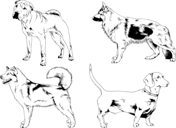 Desenhos Vetoriais Esboços Pedigree Cães Gatos Desenhados Tinta Mão Objetos —  Vetores de Stock